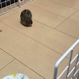 ピヨとピヨヨの画像