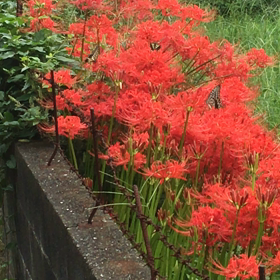 曼珠沙華に秋の蝶の画像