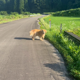雨で散歩できるかなの画像