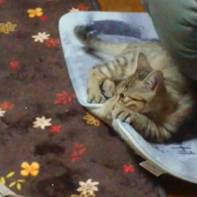 あにまーる、お仕事、お仕事の画像