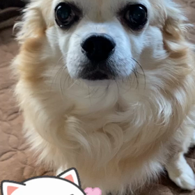 ξ*‘ ｰ‘) { ツラいです…߹ᯅ߹の画像