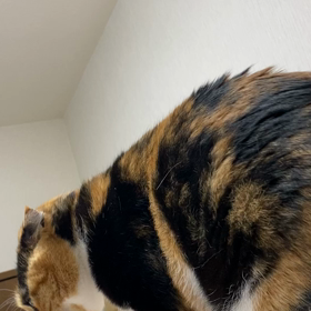 就寝前のリナちゃんのお約束の画像