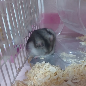 何処でもお家の画像