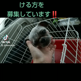 シーズーの保護犬君ですの画像