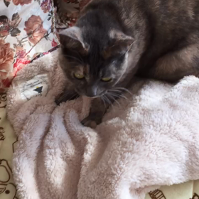 「ふみふみ」なんだって！の画像