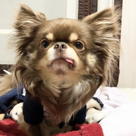 癒されての画像