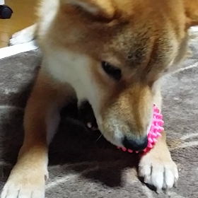 ぽちだぞう～♪の画像