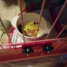 心春の食欲旺盛の画像