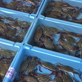 またまたワタリガニが豊漁！？の画像