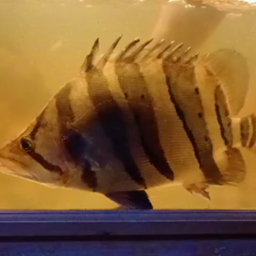 個性と浪漫の塊！の画像