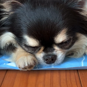 べる鼻水っの画像