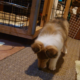 ラフコリーパピーの画像