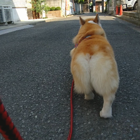 今日の動画の画像