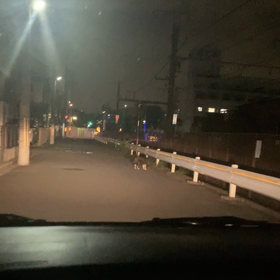 【迷い犬？】息子の運転で母子デート中に迷い犬？発見。岸和田市箕土路町の踏切...の画像