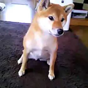 ニコ、鳴く。の画像