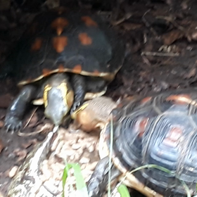 セマルハコガメ2の画像