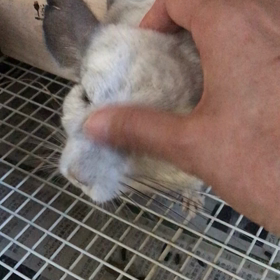 最近のチャッピーの画像