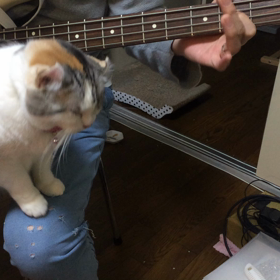 ロックを感じるニャっっの画像