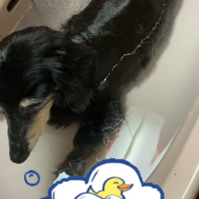 朝はマリアのお世話から始まります。の画像