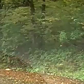 小熊が車の前を横切った(◎-◎;)の画像