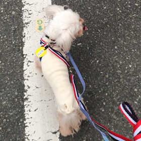 お散歩動画はじめの一歩版の画像