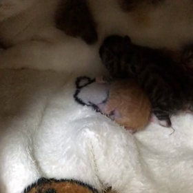 小夏ベビーも元気ですの画像