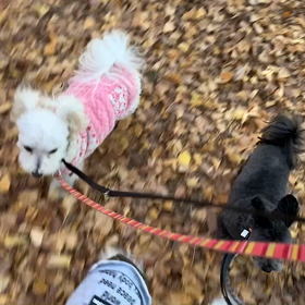 12月28日14わんこと1時間30分遠足　　代々木公園の画像