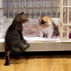 チョロチョロ子ニャンコの画像