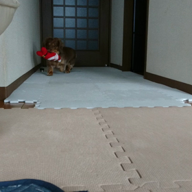 今日は朝から、遊んでました☆の画像