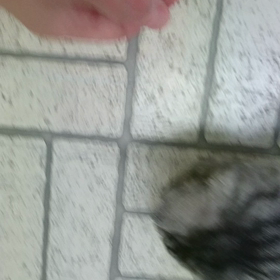 蛙とご対面の画像