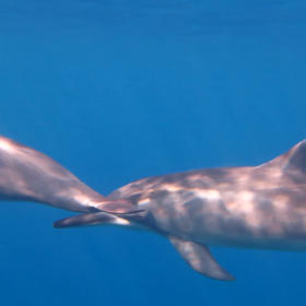 イルカ 動画の画像