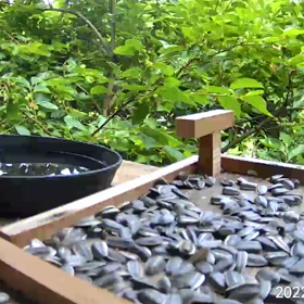 すぎぴたんの事件簿シーズン２　２９２話（シジュウカラご夫婦、ご来店！）の画像