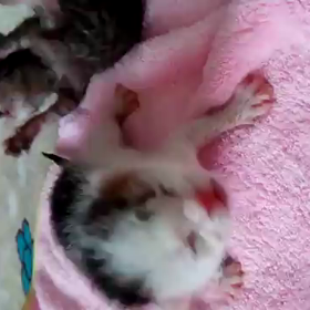 動画です。の画像