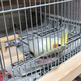 オカメ　朝イチの画像