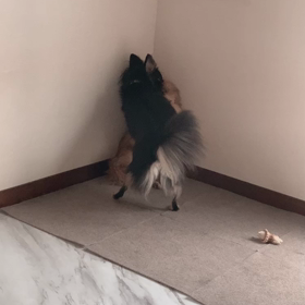 ももクロちゃんの画像