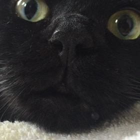 今日は猫の日の画像