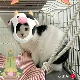 2021年も猫たちをどうぞよろしくの画像