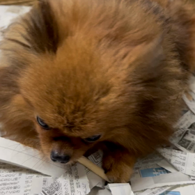 5月生まれポメラニアン　ママの様子の画像