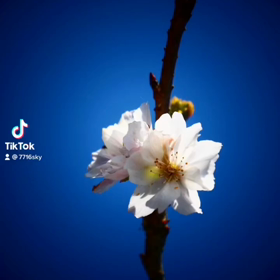 さくら　は　さくら　でも　♡の画像