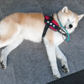 今朝も絶好調の未来丸、ゴロ寝休憩連発❗時間の余裕があれば、たっぷり屋外でのゴロ寝は飼い主との大切の画像