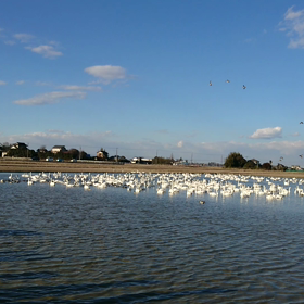 本埜白鳥の郷の画像