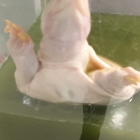 アルビノスッポンの画像