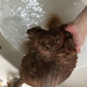 トリミングHouseTiara☺️の画像