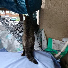 Miss ChappyTarget LOCK ONの画像