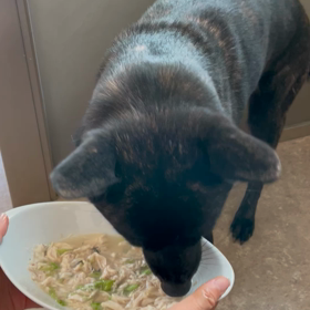 ウチの甲斐犬ご飯！！の画像