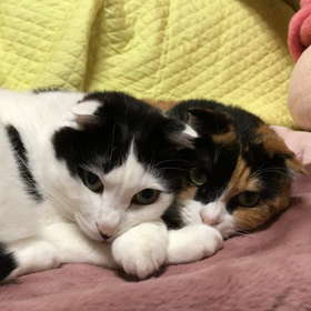 静止画みたいな動画の画像