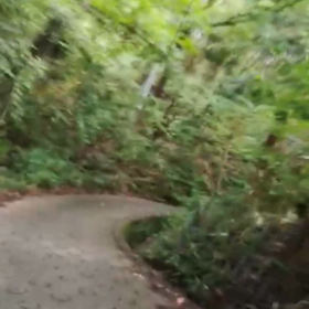 ごく1部 酷道308号線、、、からそれた！森の画像