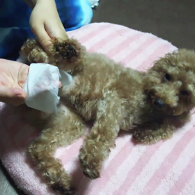 お散歩のあとは肉球のお手入れtime❤の画像