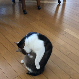 師走は忙しいって毎年書いてるような気がする。デールちゃん。の画像