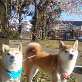 デビュー♪の画像